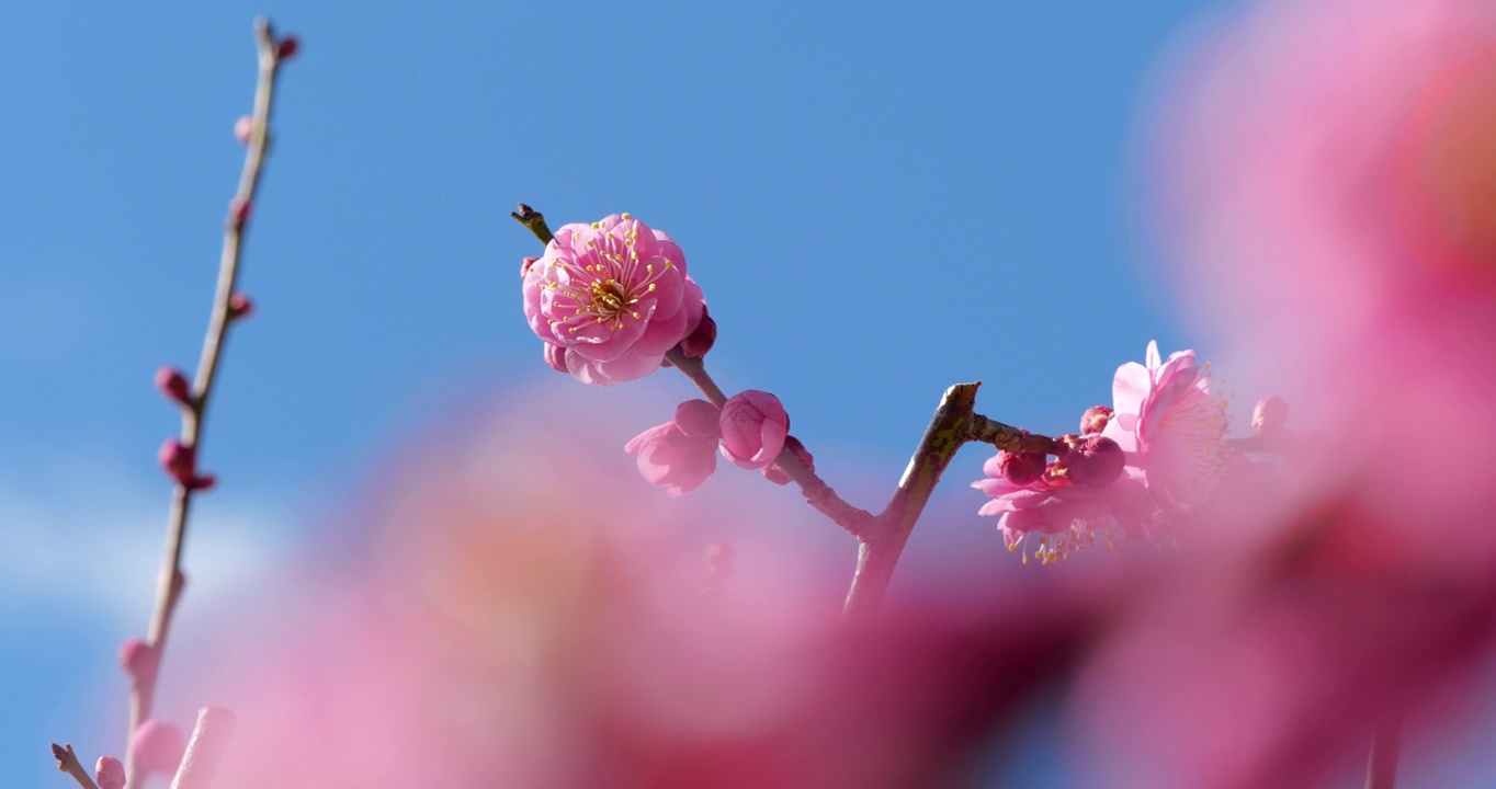 粉色的梅花。粉色的梅花盛开视频素材