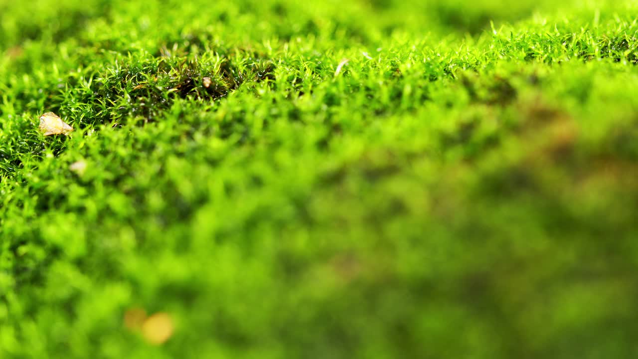 苔藓有水，光漏。阳光下的绿色苔藓视频素材