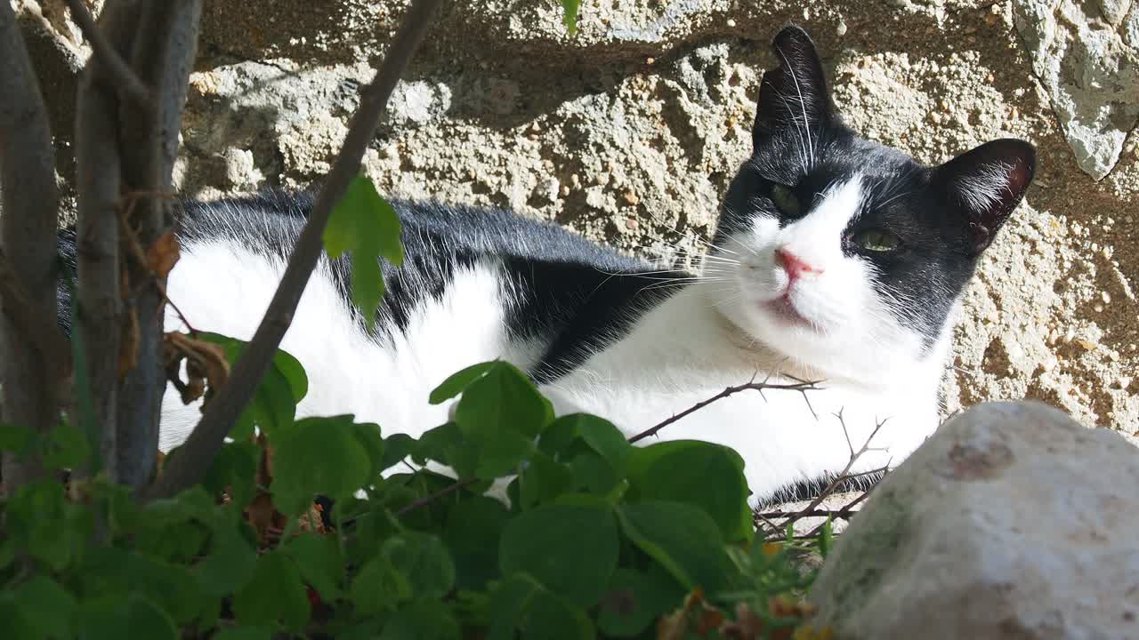 流浪猫在街上的花盆下晒日光浴。视频素材