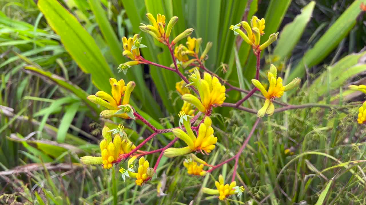 开花袋鼠掌视频素材