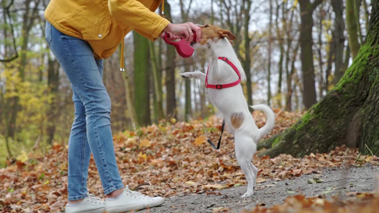 秋天公园里遛狗的女人视频素材