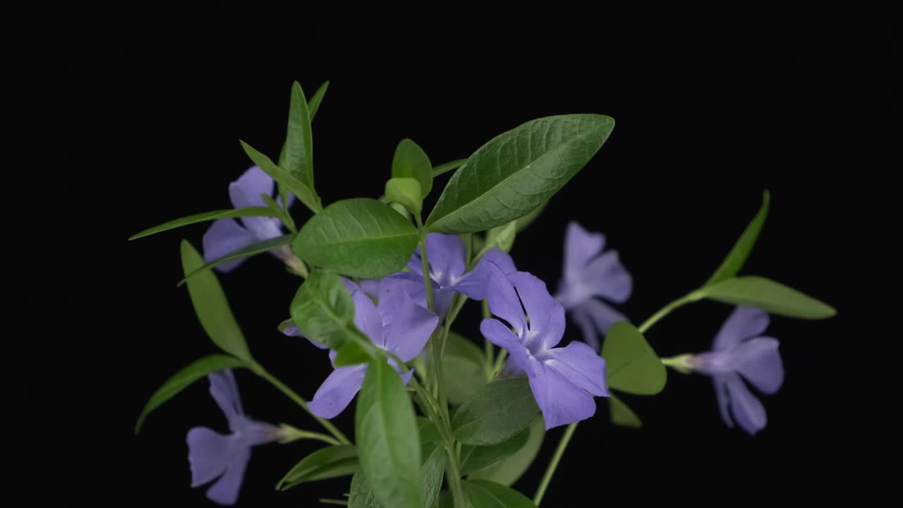 长春花的枝条旋转。特写镜头。孤立的视频素材