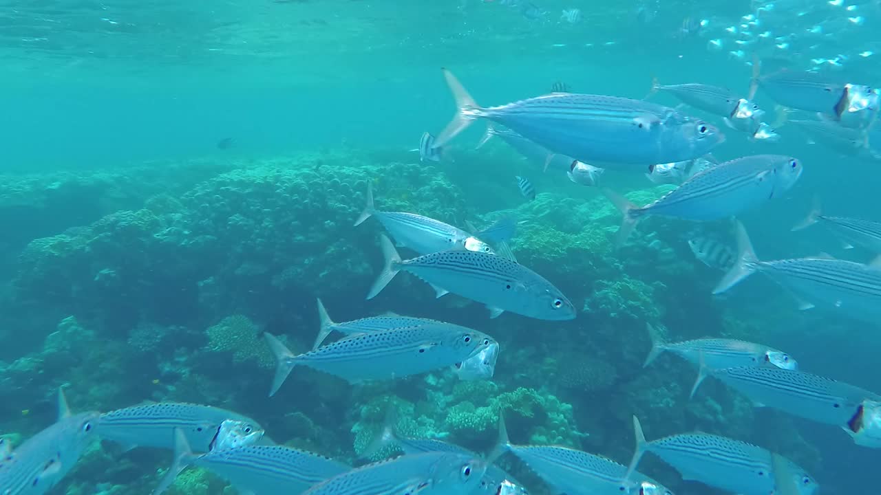 印度鲭鱼群在红海泻湖喂养过程。浅水的海洋生物。鲭鱼以浮游生物为食，张嘴游动视频素材