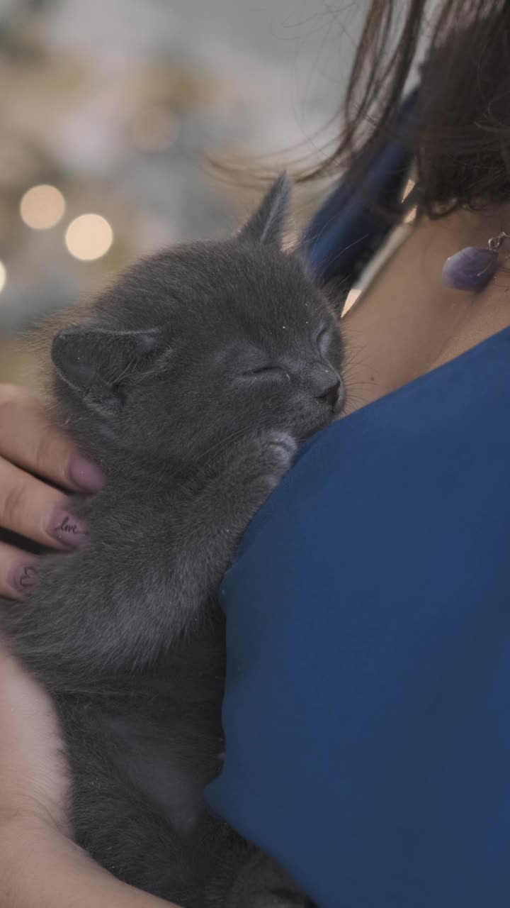 圣诞树旁的女人爱抚小猫的特写视频素材