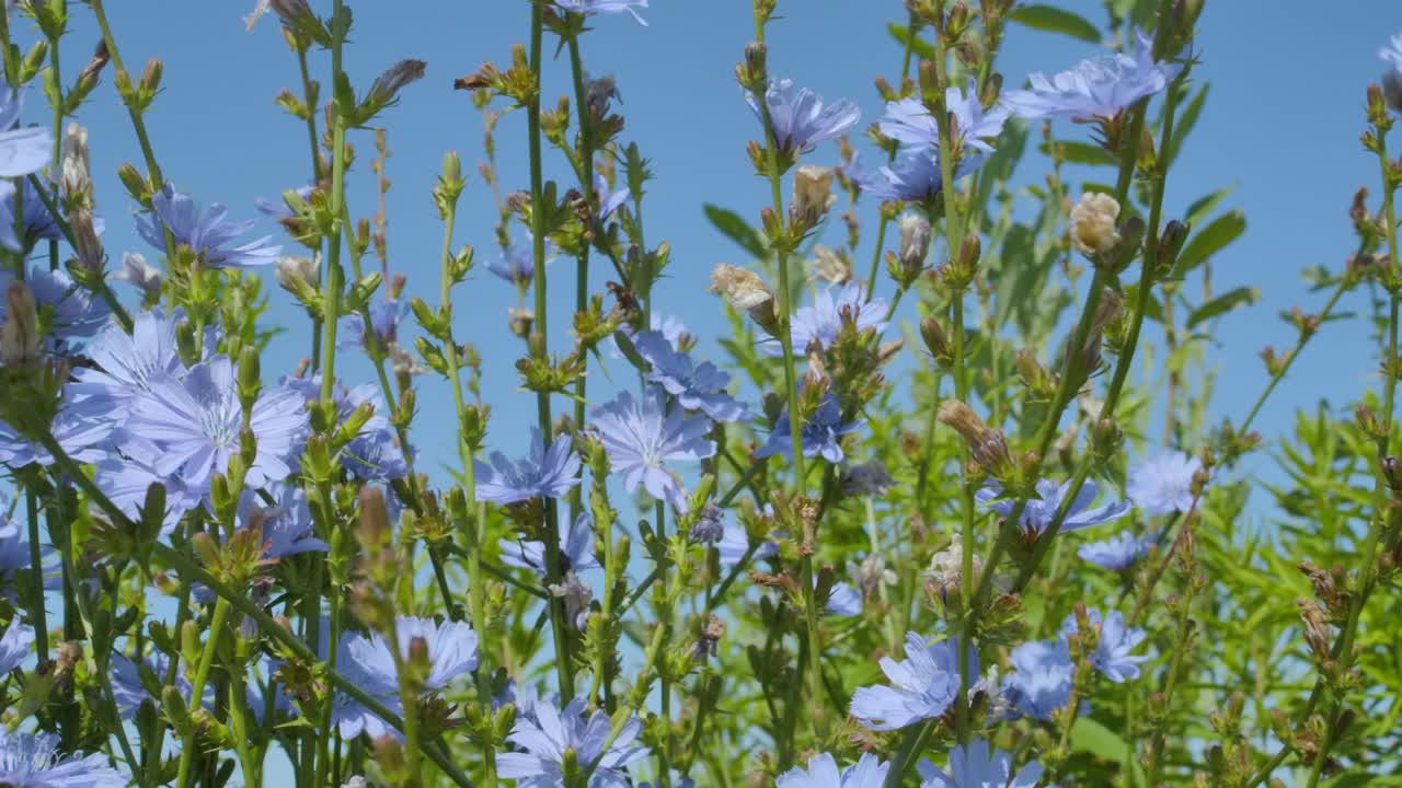 野花草地与蓝天。蓝花菊苣特写。野菊苣花在阳光明媚的日子对着天空，底部视图。美丽的花卉景观。视频素材