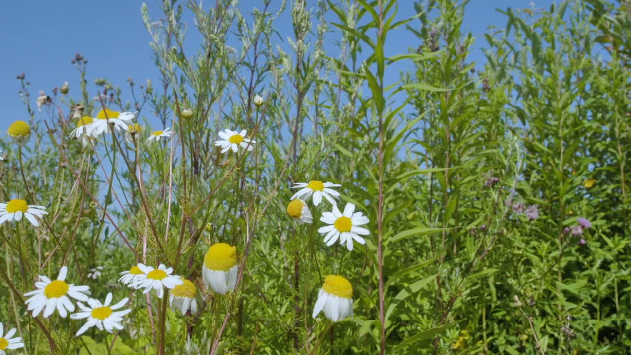 野花草地与蓝天。白花甘菊特写。野生洋甘菊花在阳光明媚的日子，蓝天下，底部。美丽的花卉景观。视频素材