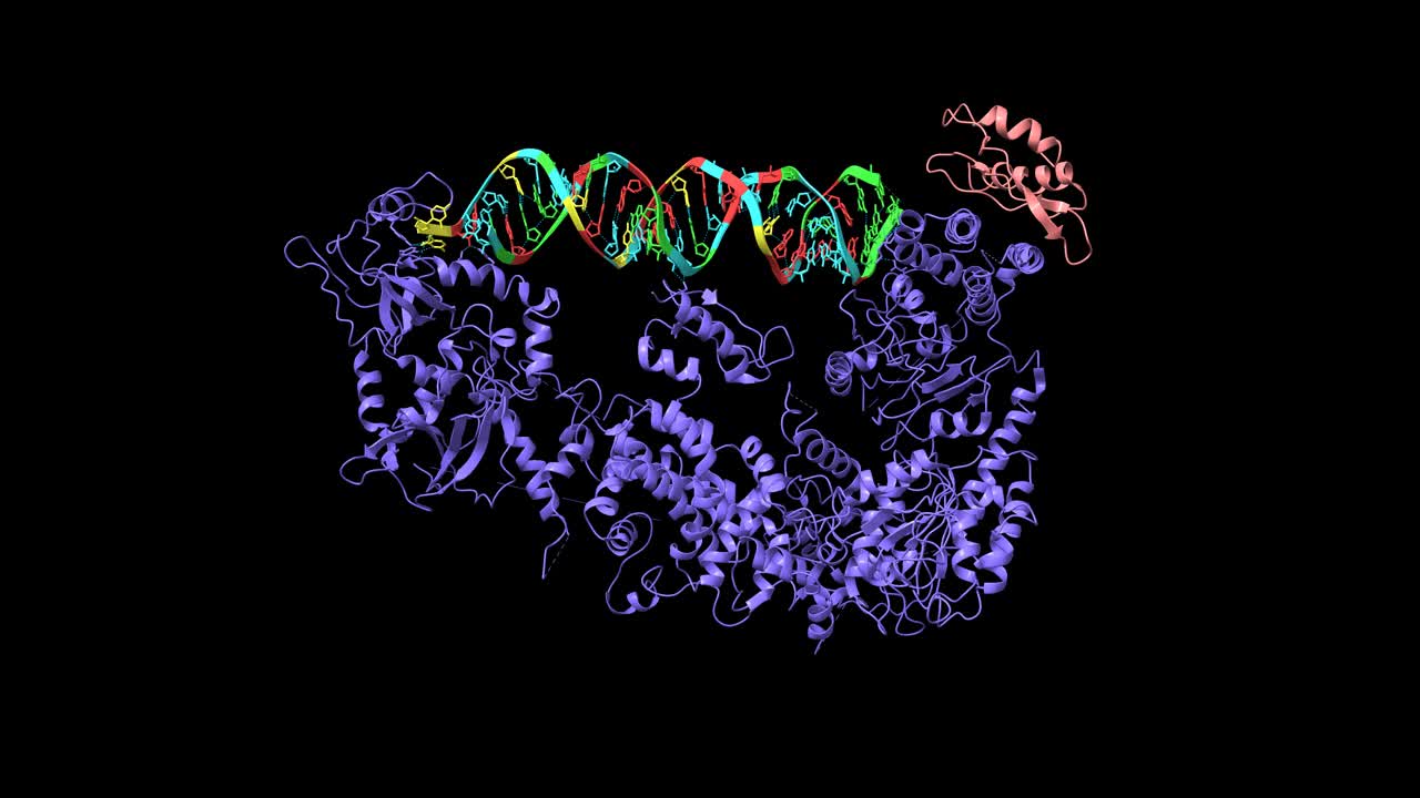 人类dicer(蓝色)与加载risc的复杂亚基TARBP2(粉色)和pre-miRNA底物的复合结构视频素材