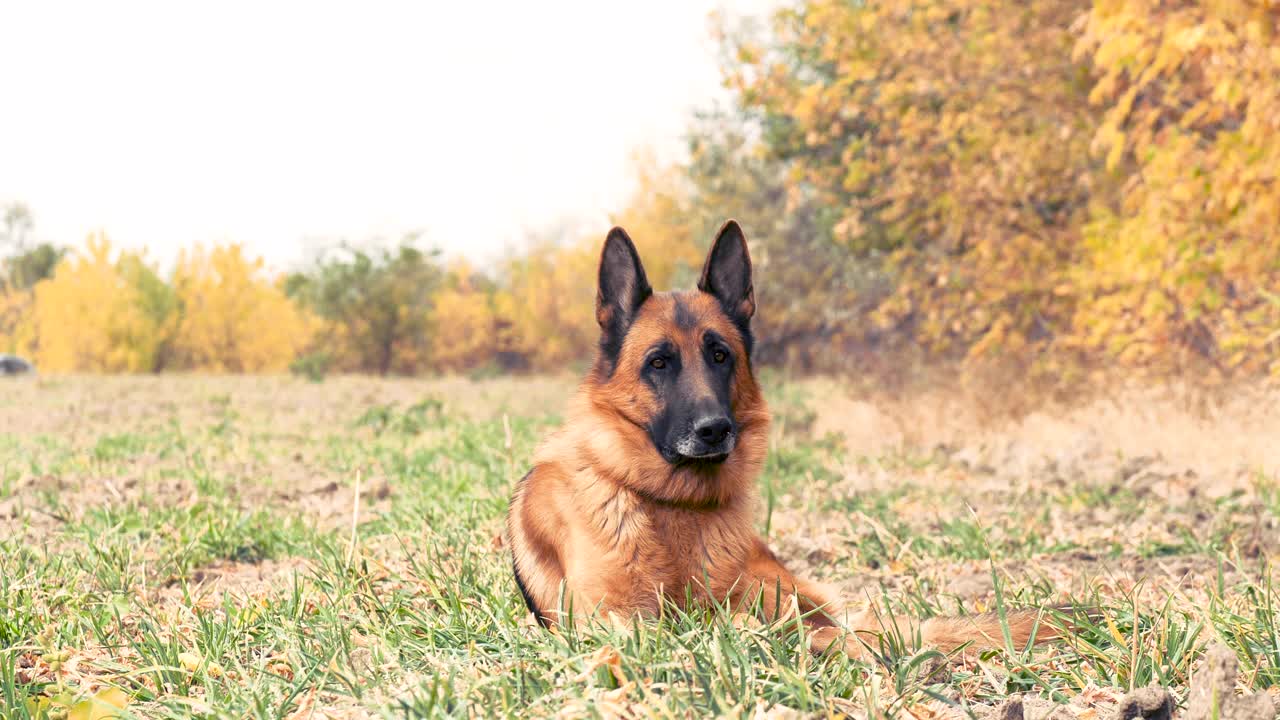 在森林附近的干草中休息的纯种德国牧羊犬。秋天的心情与家养动物在户外玩耍和盯着相机视频素材