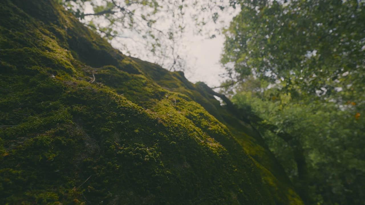 岩石山上的绿色苔藓。行动。美丽的苔藓覆盖在岩石地区的绿色公园。在阳光明媚的日子里，绿色的苔藓在树的背景上视频素材