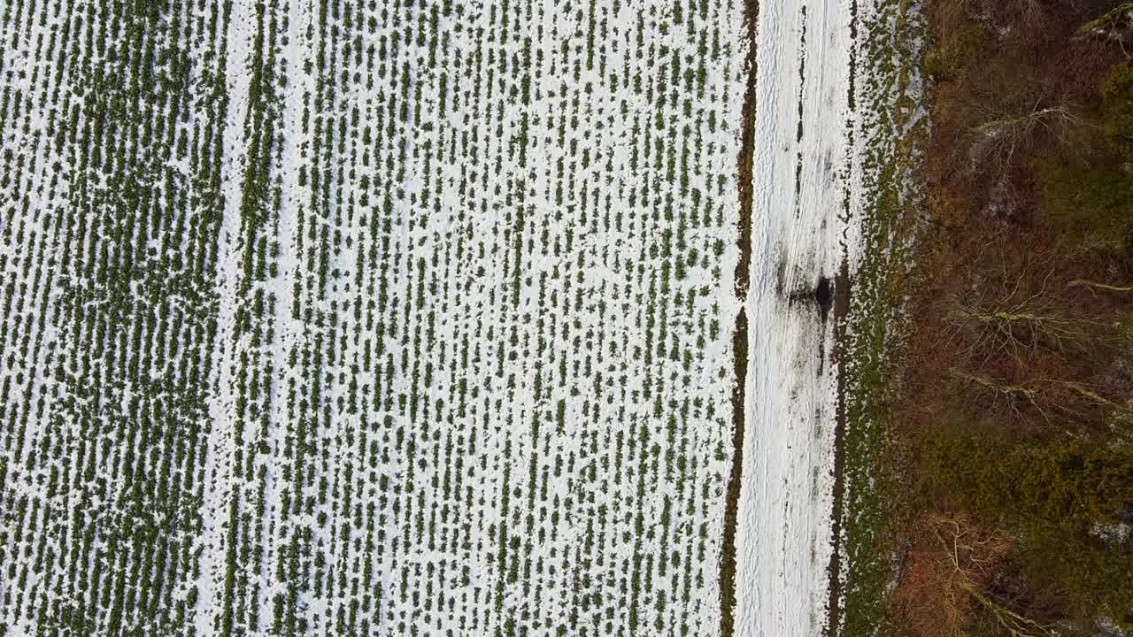 下雪的冬天视频素材