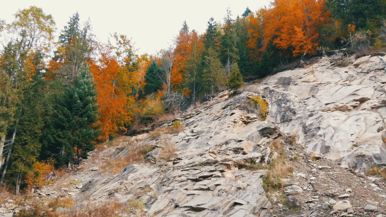 有白色岩石的山地土壤，秋天的树木生长在上面，有各种各样的叶子。乌克兰的喀尔巴阡山脉视频素材