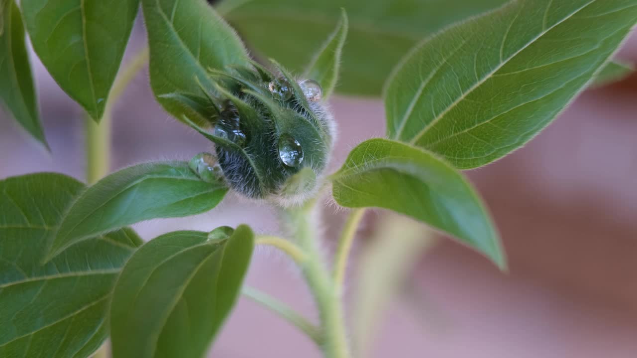 绿芽上的一滴水。新鲜的花蕾上毛之间的水滴视频素材