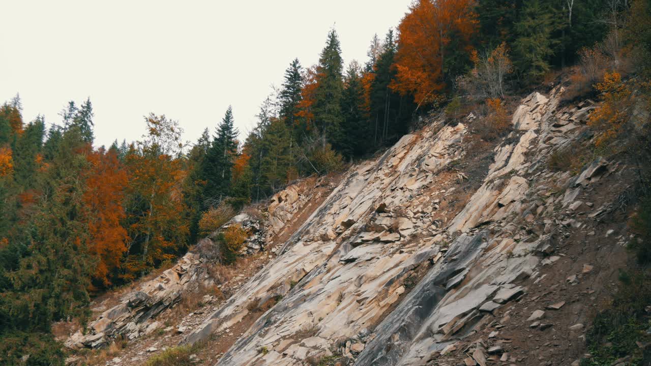 有白色岩石的山地土壤，秋天的树木生长在上面，有各种各样的叶子。乌克兰的喀尔巴阡山脉视频素材