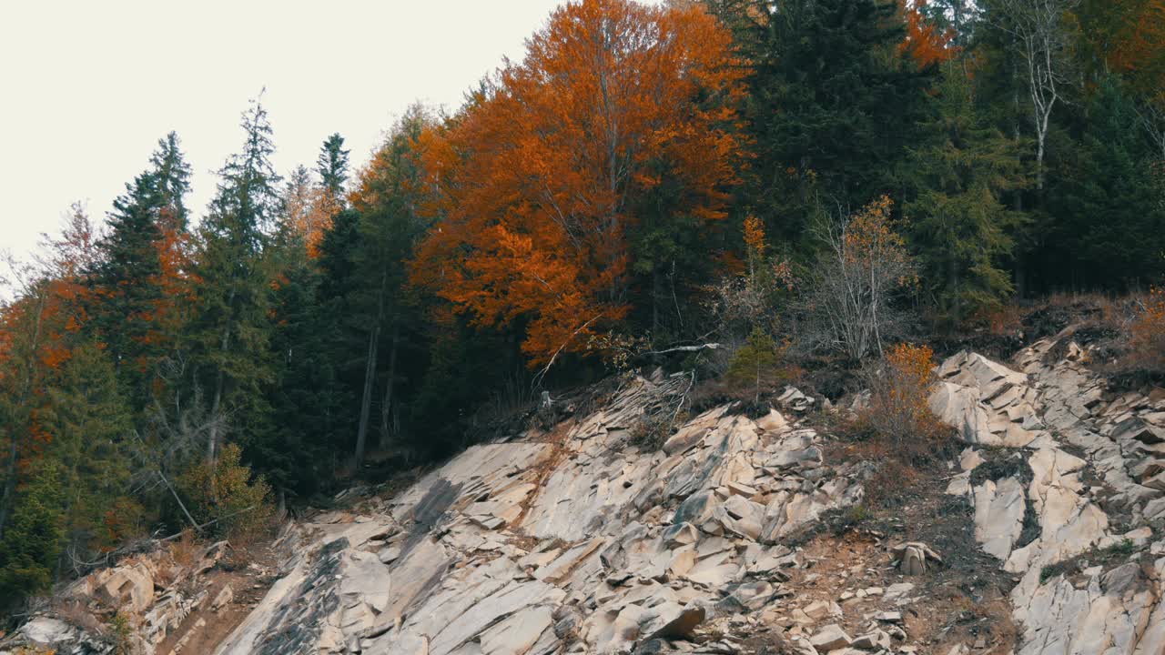 有白色岩石的山地土壤，秋天的树木生长在上面，有各种各样的叶子。乌克兰的喀尔巴阡山脉视频素材