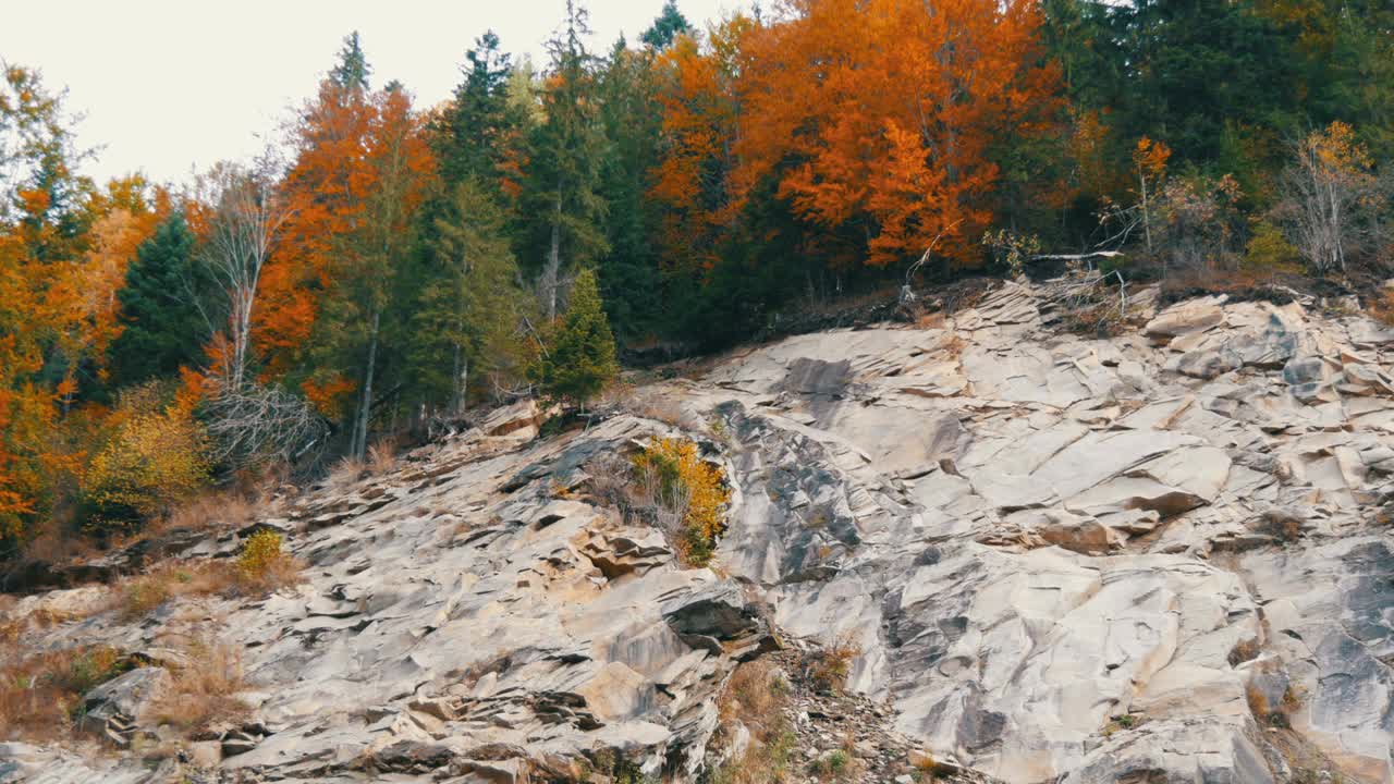 有白色岩石的山地土壤，秋天的树木生长在上面，有各种各样的叶子。乌克兰的喀尔巴阡山脉视频素材