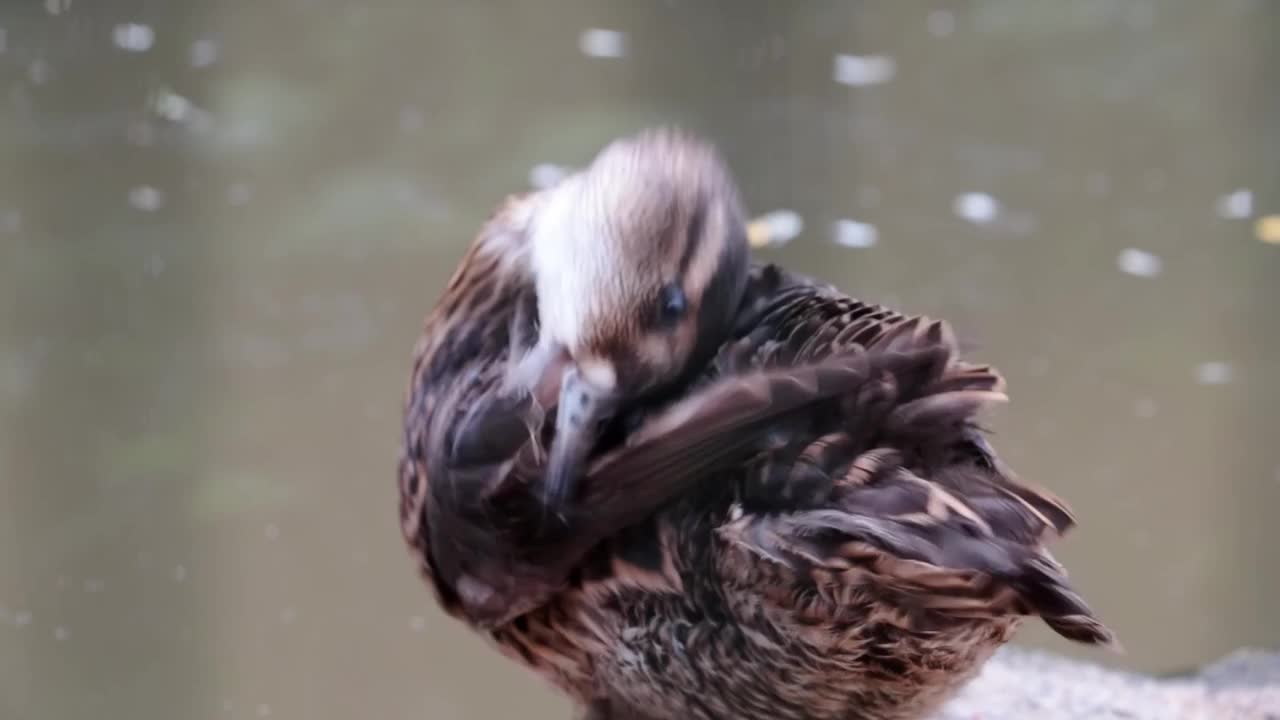鸭子快速清理羽毛的特写镜头视频素材