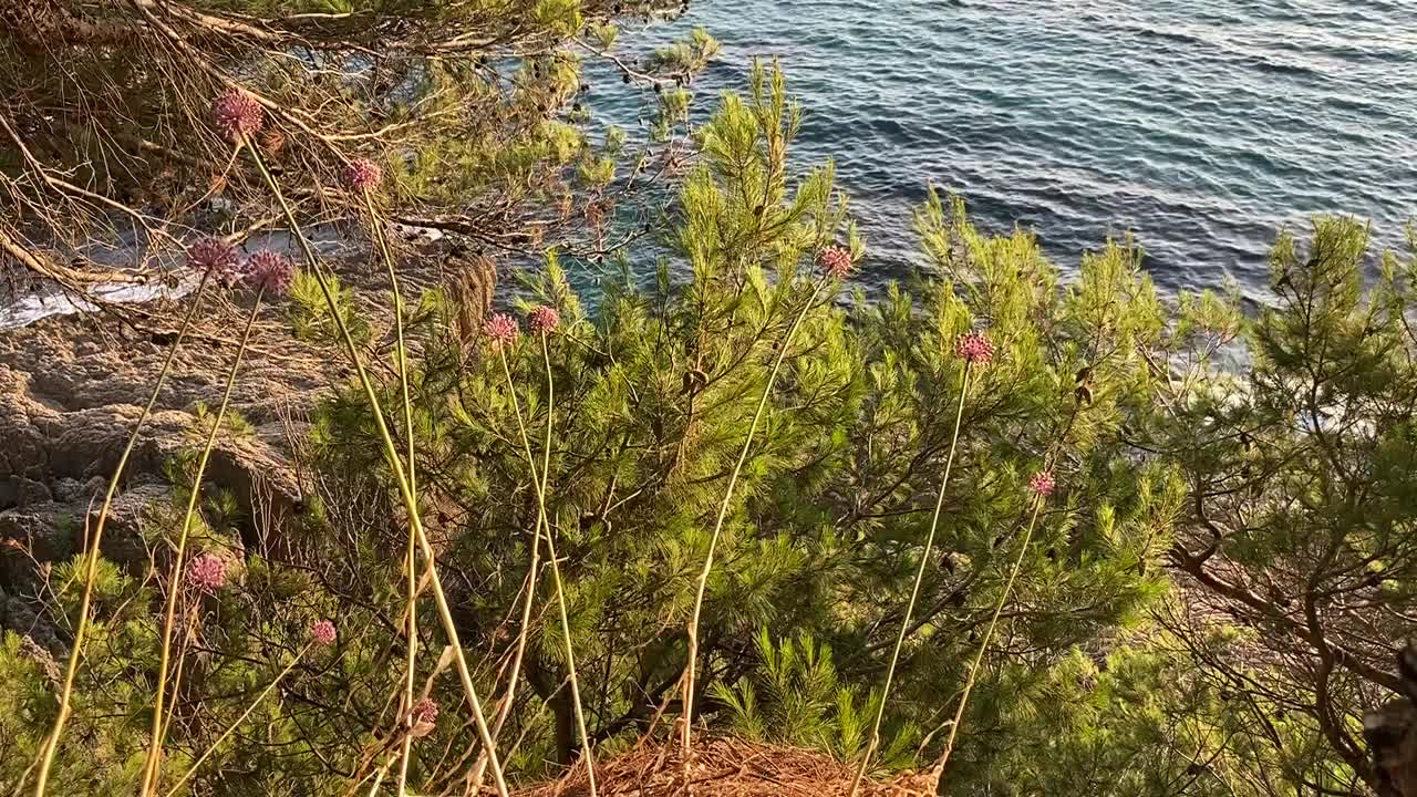 夏天地中海多岩石的海岸。野花，紫色的葱和松树在岩石海岸。碧波荡漾。大自然美丽的地中海。放松,禅宗,宁静。海,松树,鲜花视频素材