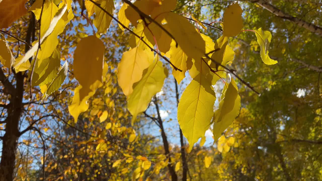 秋天黄色桦树叶子的特写。阳光穿过树叶，在微风中摇曳视频素材