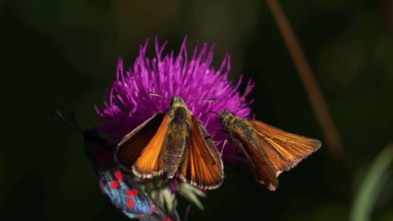 两只大船长(Ochlodes sylvanus)在阿尔卑斯山的一朵花上寻找食物视频素材