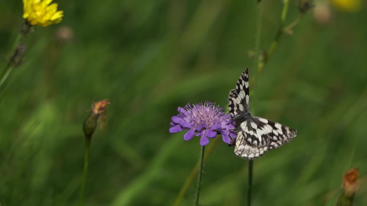 两只大理石白(Melanargia galathea)在一朵花上打架视频素材