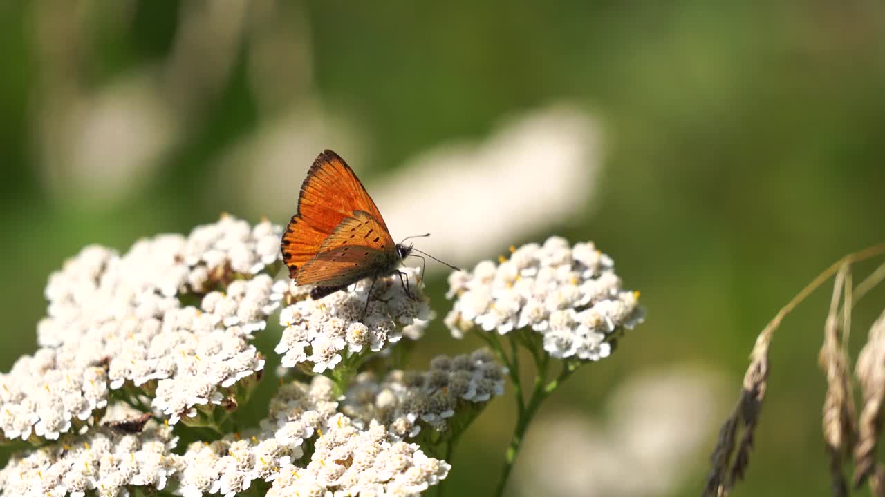 雄性稀缺铜(Lycaena virgaureae)视频素材