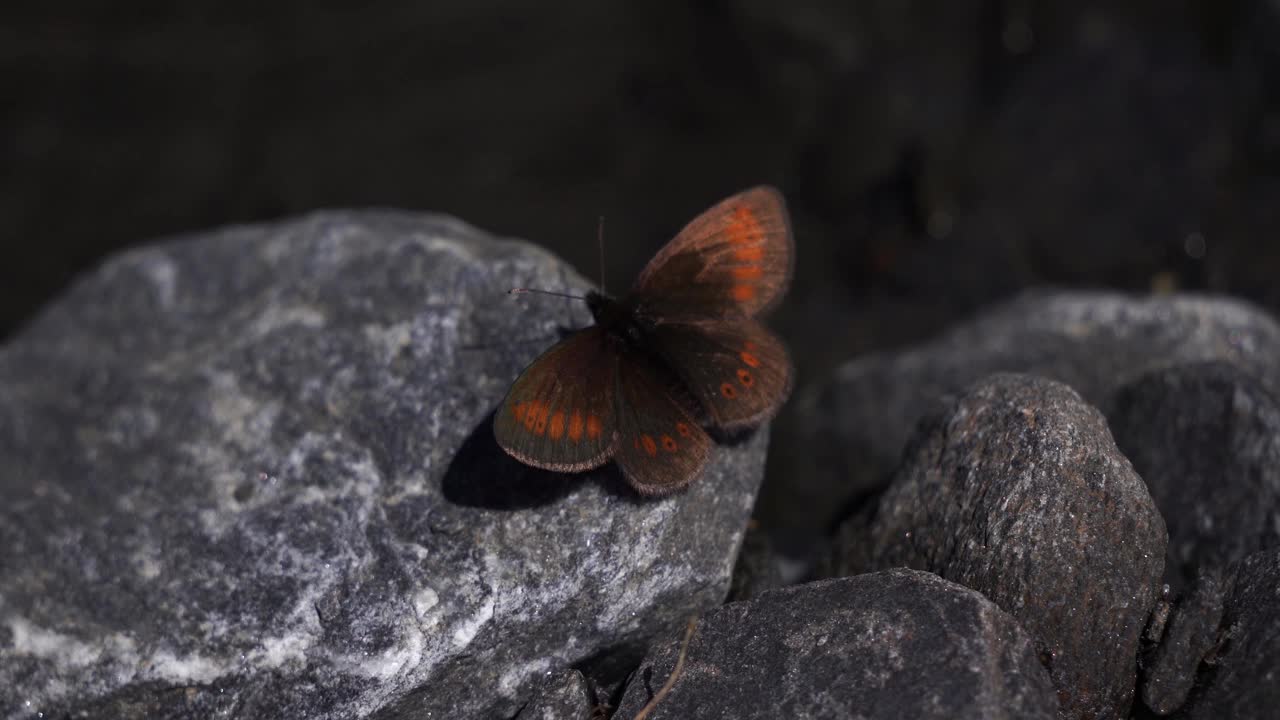 位于阿尔卑斯山岩石上的瑞格莱山(Erebia epiphron)视频素材