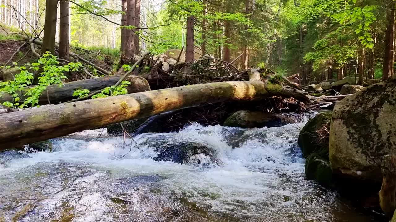 溪水流过森林里的石头，流过一棵倒下的树。胶片颗粒，焦距不清视频素材