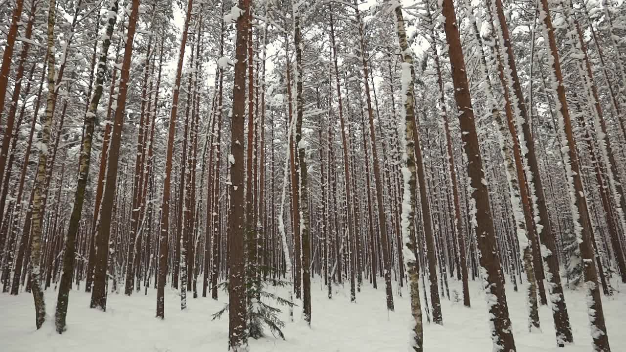 镜头平移到冬天森林里阴郁的天空视频素材