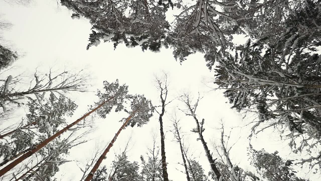 在冬天的森林里，雪从阴郁的天空中飘落下来视频素材