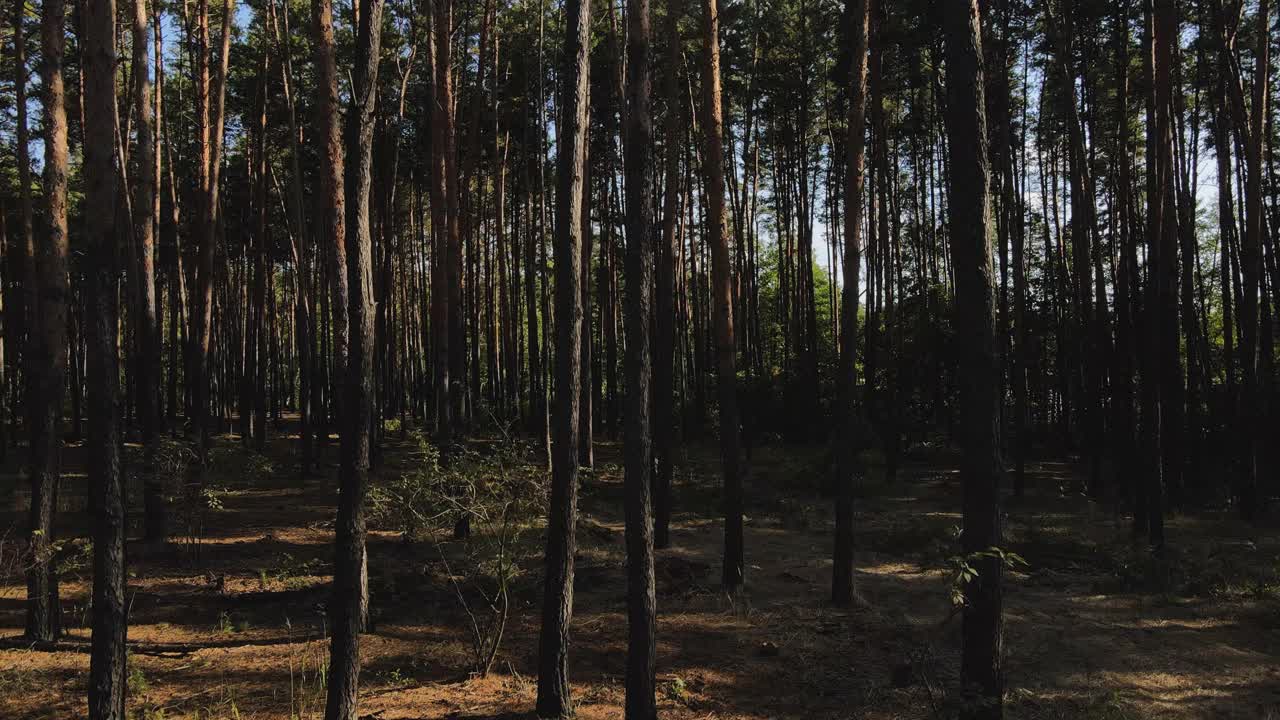 无人机在一片松林中从底部向上升起。无人机视角的松树林，湖泊和布莱耶天空。4 k分辨率视频视频素材