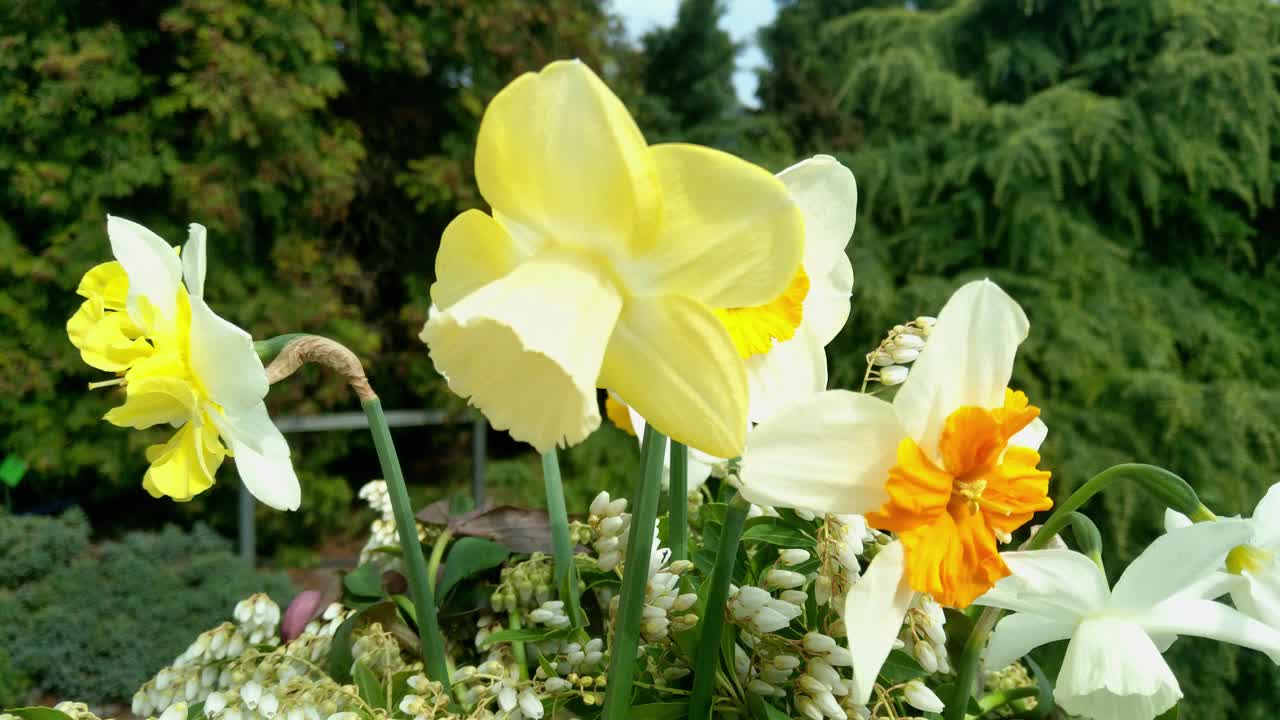 春天，花园或公园里盛开的水仙花在风中摇曳视频素材