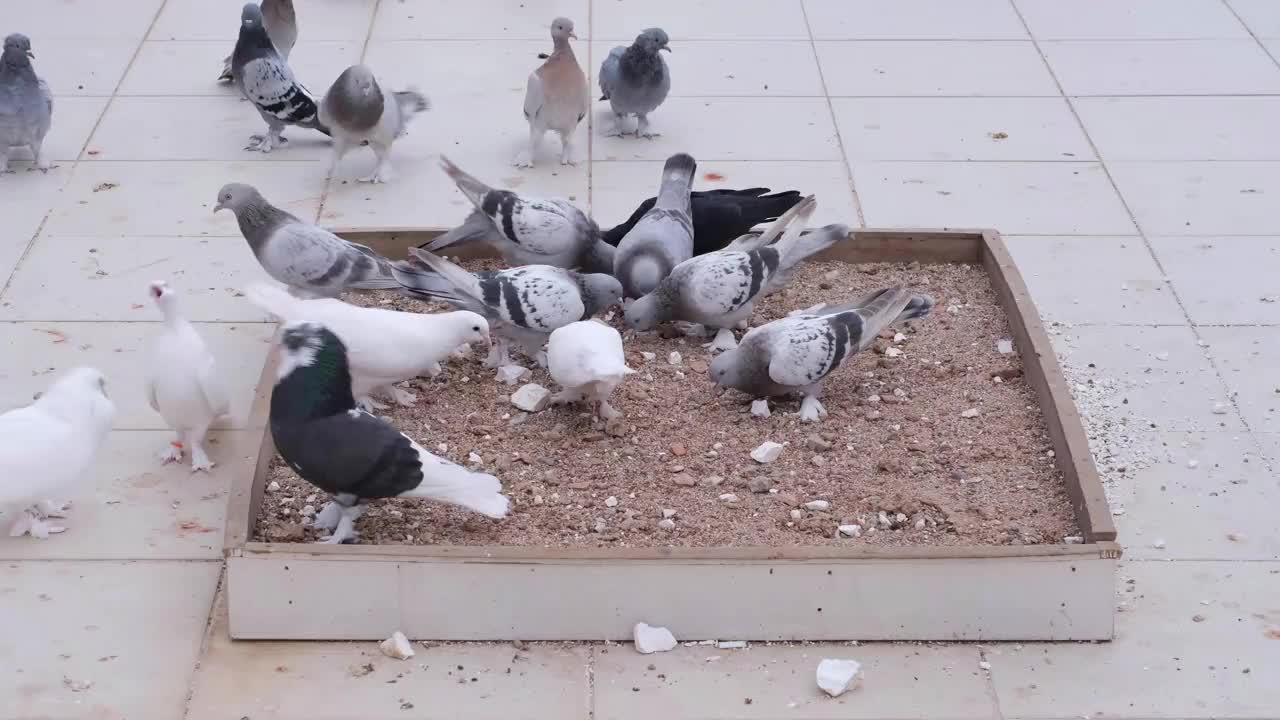 鸽子视频素材