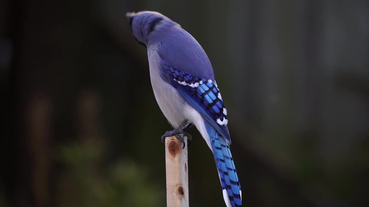 冠蓝鸦栖息视频素材