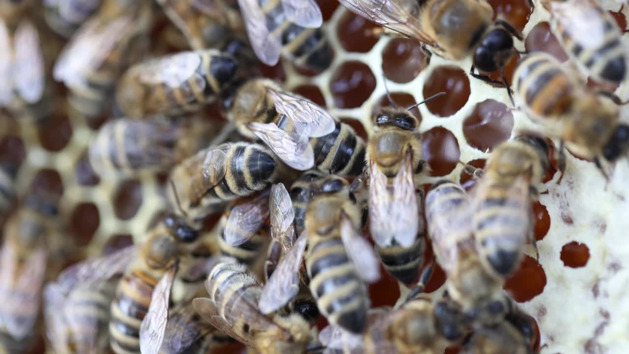 夏日4k电影中蜂房蜂房上的蜜蜂视频素材