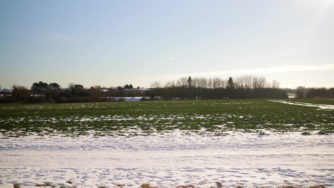 狗在雪中拉雪橇视频素材