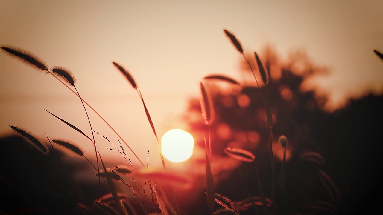 美丽的剪影红色夕阳和跳舞的狐尾草视频素材