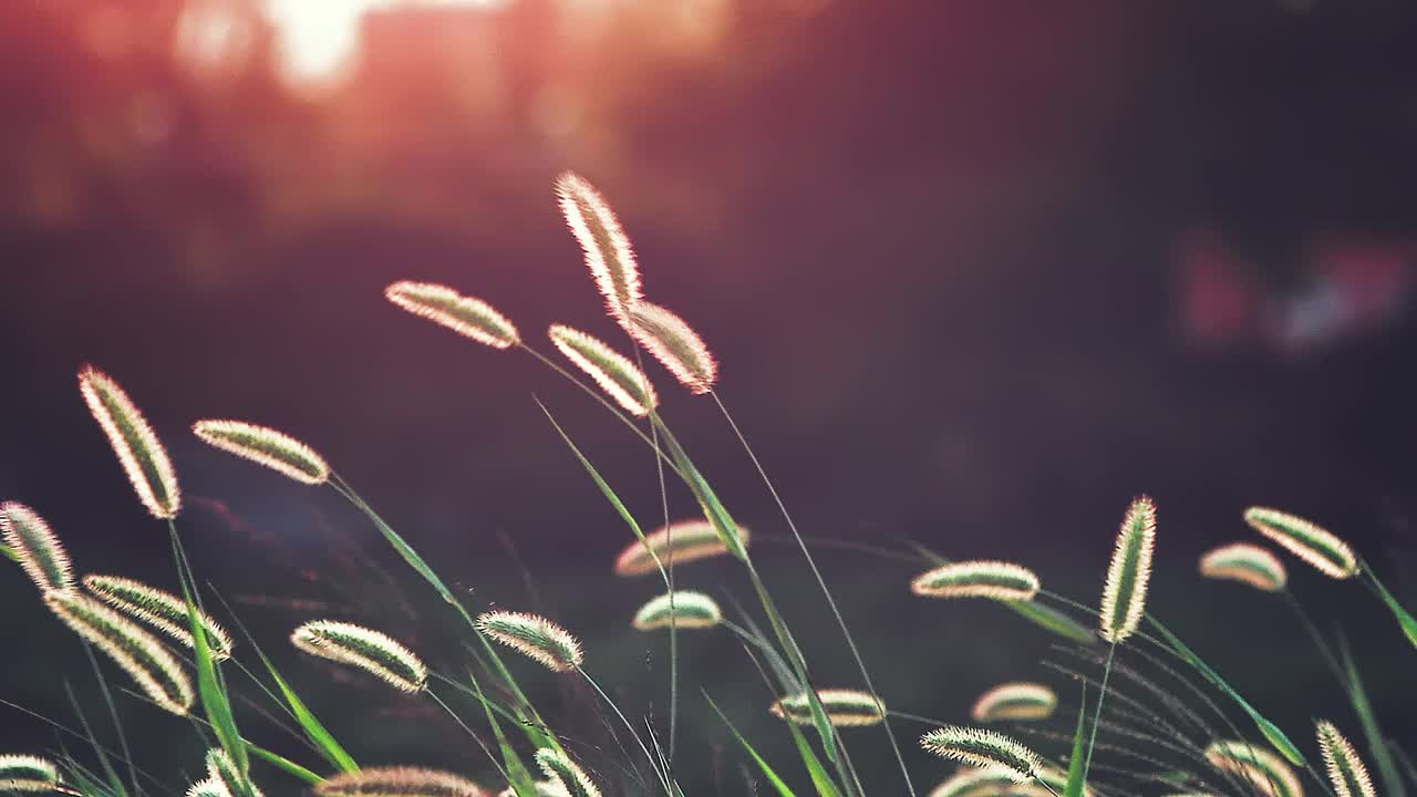 红色的夕阳和美丽的舞狐尾草视频素材