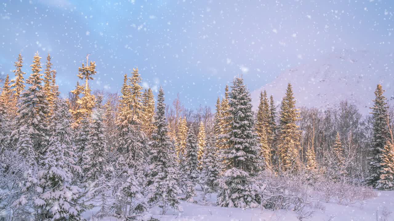 冬天森林里的软雪。日落时美丽的冬季风景。雪中的云杉树枝。视频素材