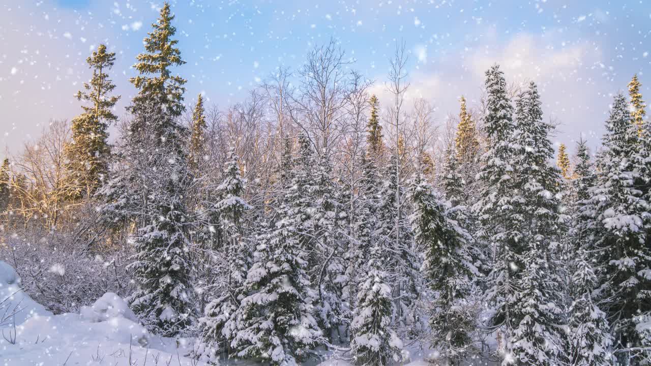 冬天森林里的软雪。日落时美丽的冬季风景。雪中的云杉树枝。视频素材