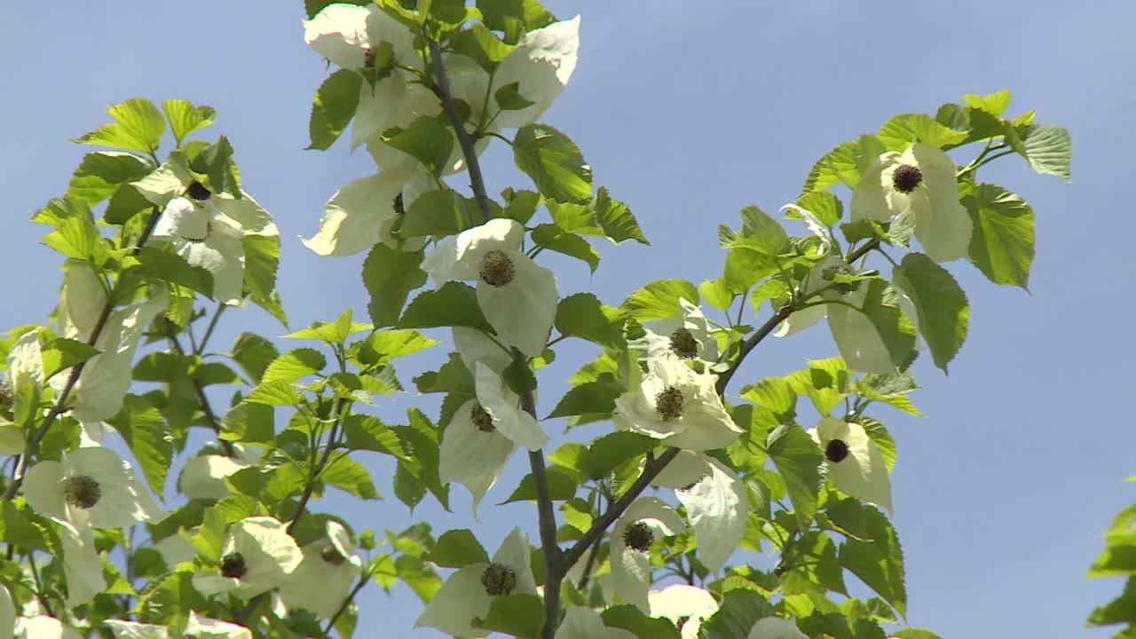 樱花盛开，群马县，日本视频素材