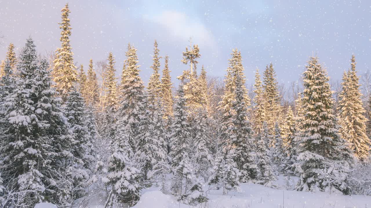 冬天森林里的软雪。日落时美丽的冬季风景。雪中的云杉树枝。视频素材