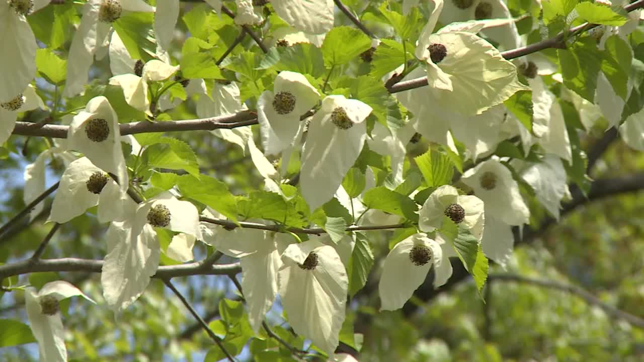 樱花盛开，群马县，日本视频素材