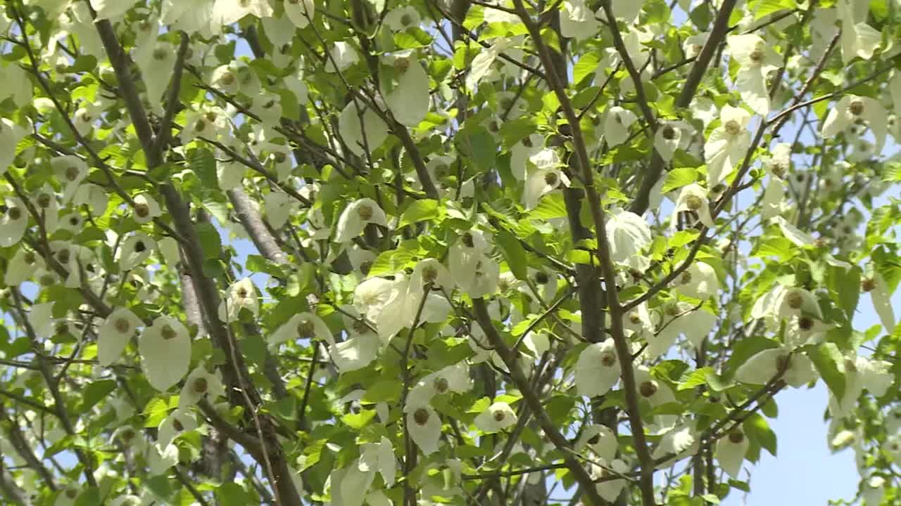 樱花盛开，群马县，日本视频素材