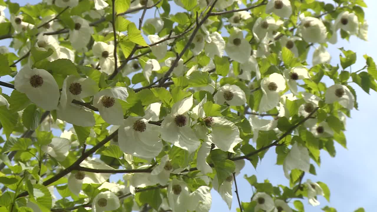 樱花盛开，群马县，日本视频素材