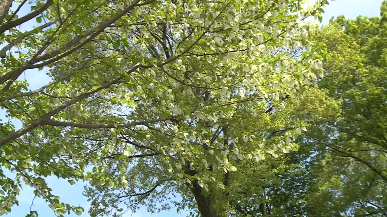 樱花盛开，群马县，日本视频素材