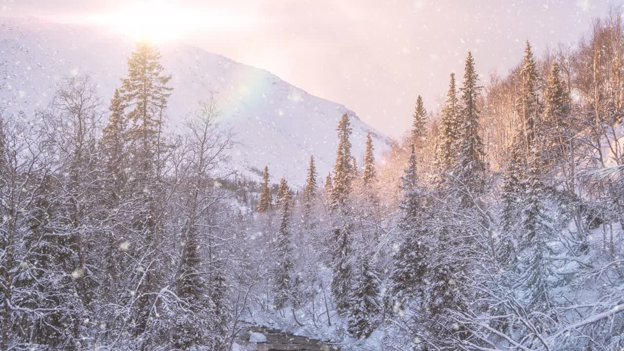 冬天森林里的软雪。日落时美丽的冬季风景。雪中的云杉树枝。视频素材