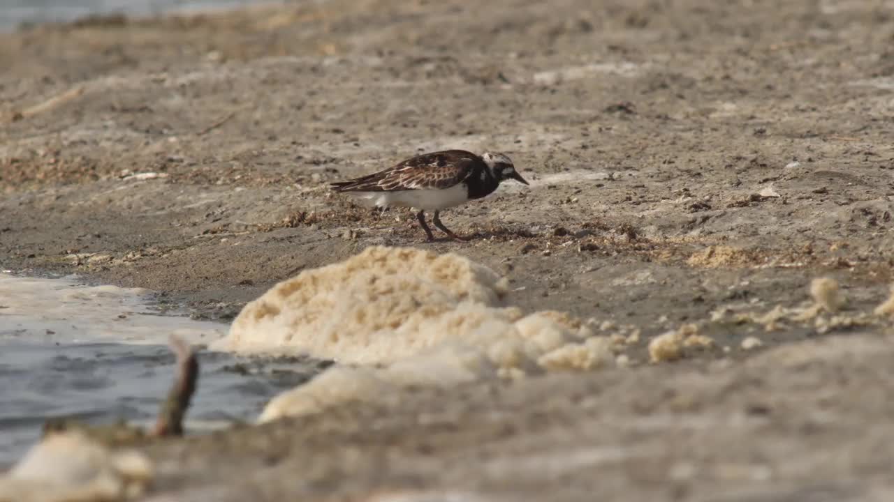 Ruddy turnstone (Arenaria翻译)在俄罗斯卡尔梅基亚视频素材