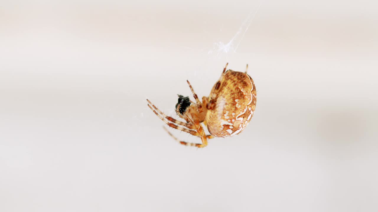 在网上的欧洲花园蜘蛛。大蜘蛛坐在网上。蜘蛛网上模糊的光背景视频素材