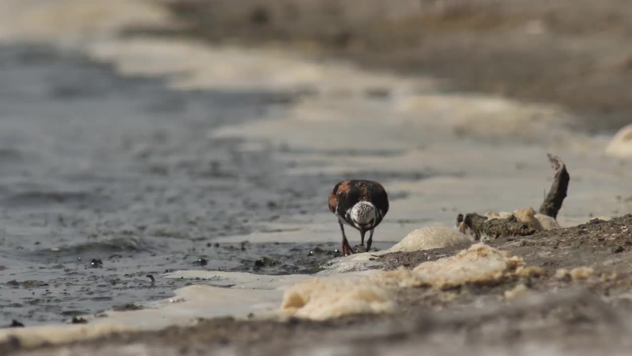 Ruddy turnstone (Arenaria翻译)在俄罗斯卡尔梅基亚视频素材