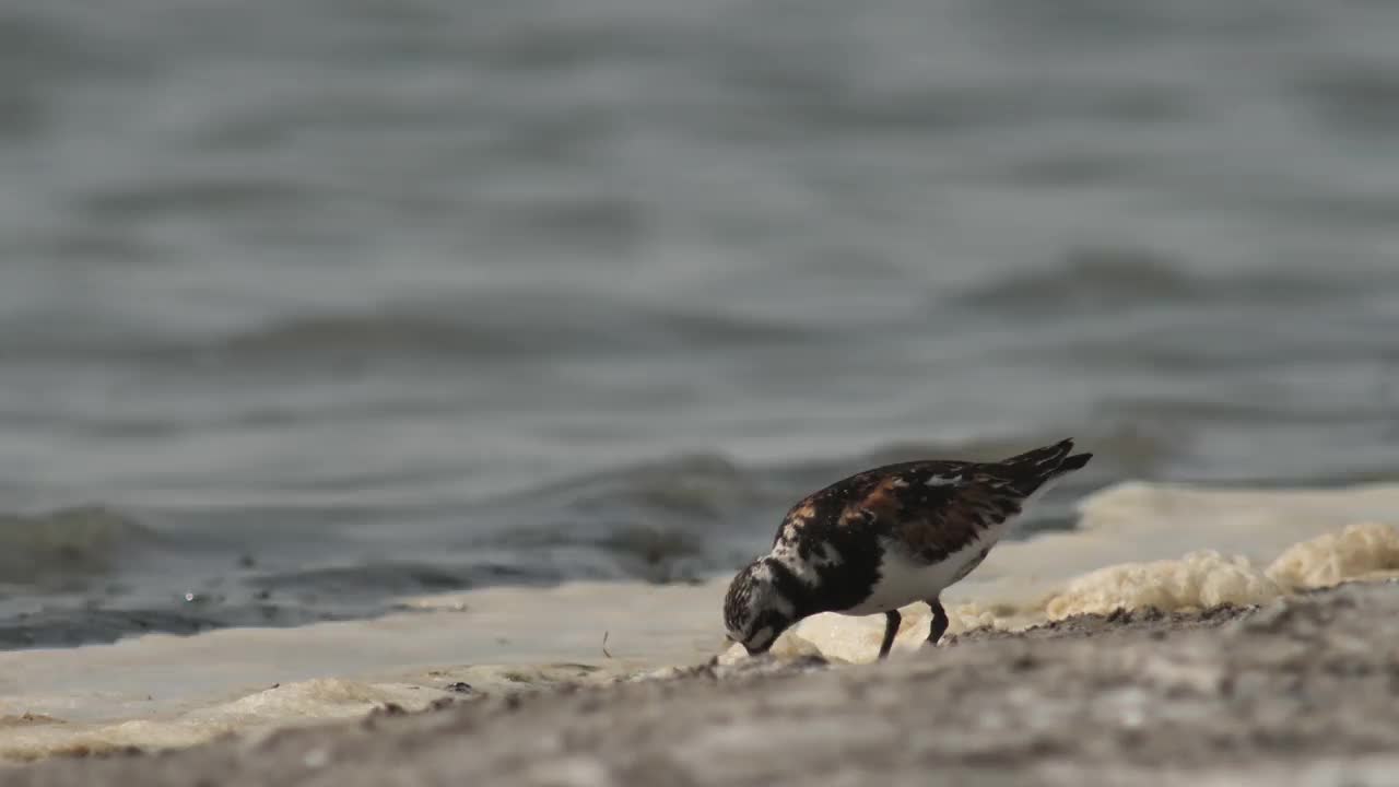 Ruddy turnstone (Arenaria翻译)在俄罗斯卡尔梅基亚视频素材